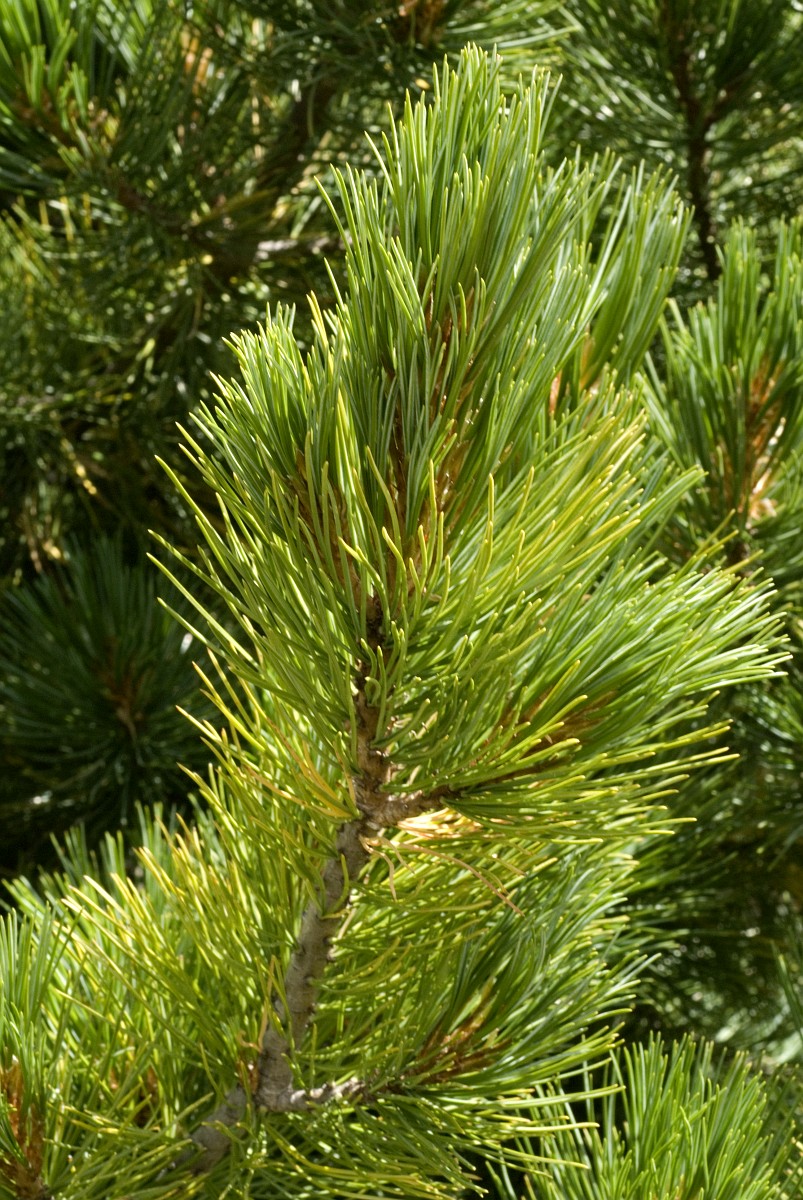Pinus cembra